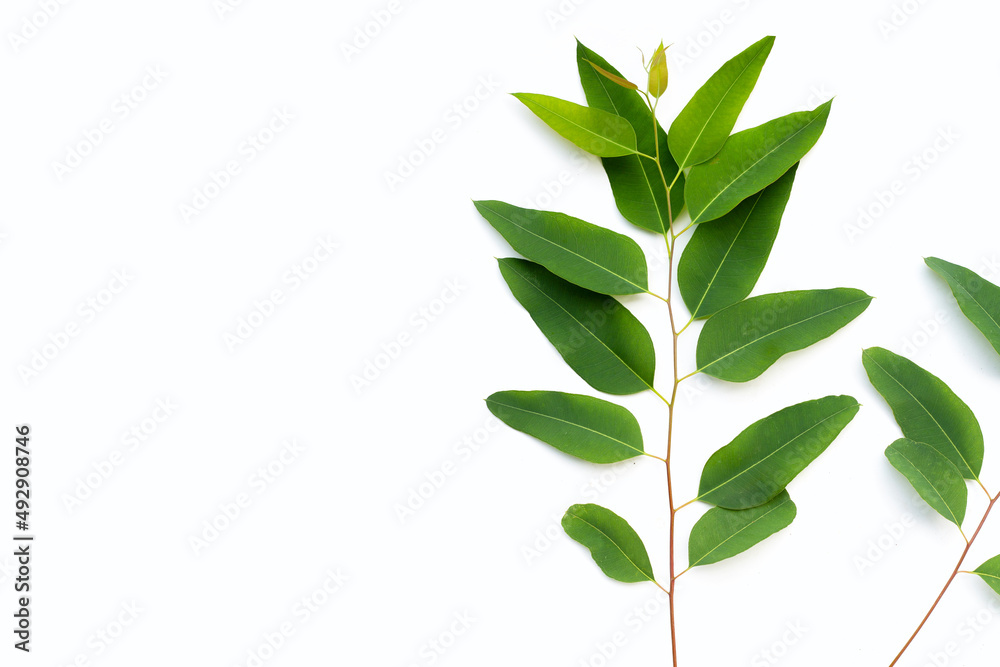 Eucalyptus leaves on white background.