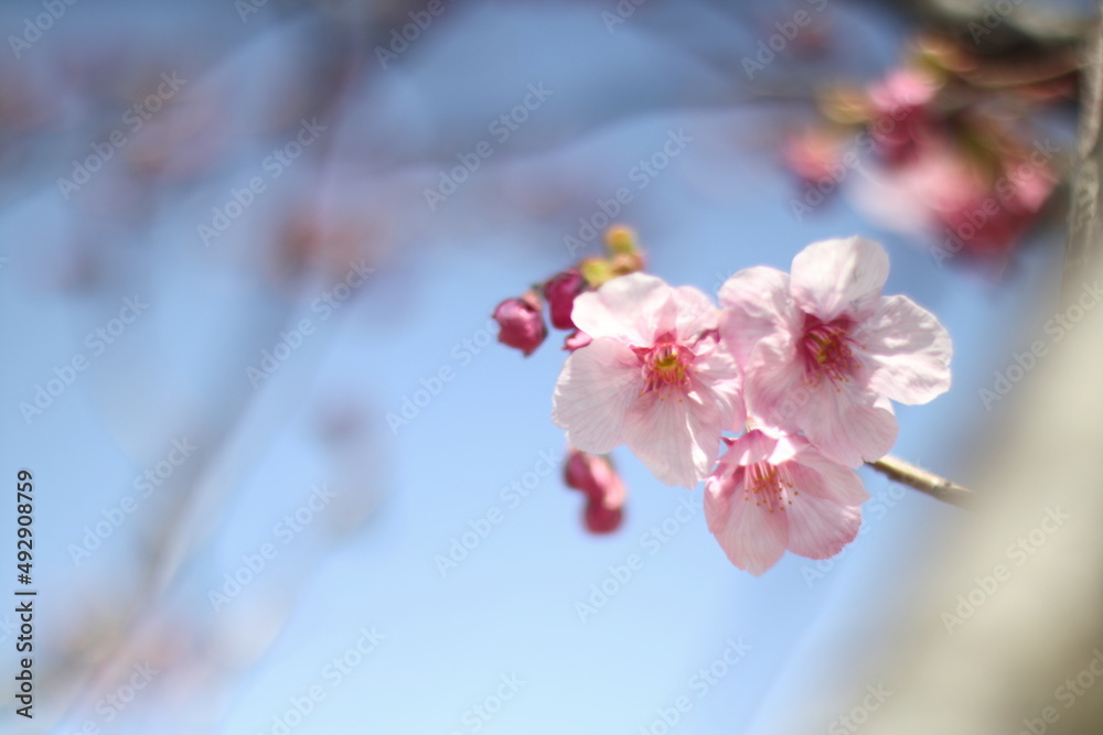 pink blossom pink blossom