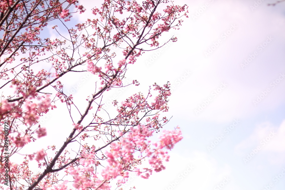 cherry blossom in spring