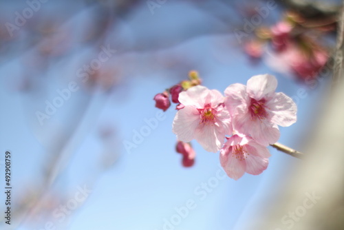 pink blossom