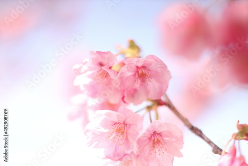 pink cherry blossom © 拓矢 東