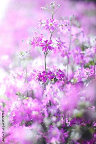 pink flowers of green grass