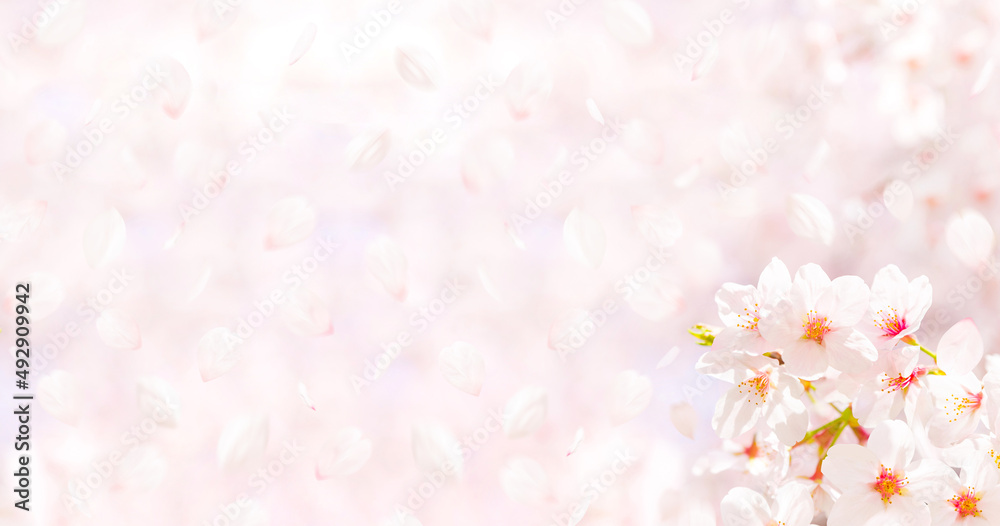 桜の花と舞い散る花びら（春イメージ背景素材）