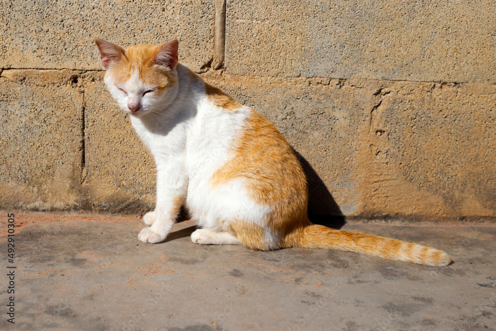 Orange white cat on cement floor