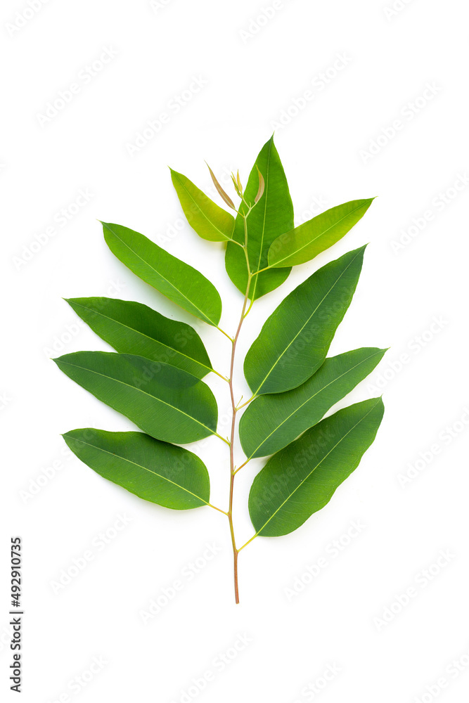 Eucalyptus leaves on white background.