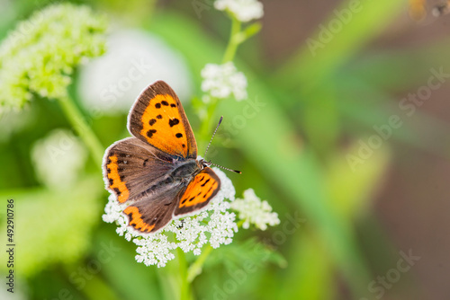 Butterfly, an insect flying on wild plants