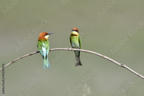 Chestnut-headed Bee-eater Head to back, orange, black eye band, neck and chest, bright yellow chest with small black and orange stripes, green body. Sticking to the branches. © Pluto Mc