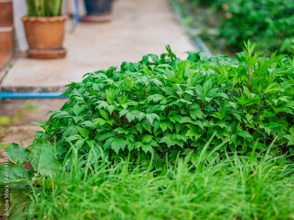 White mugwort on the plot in the garden White mugwort on the plot in the garden