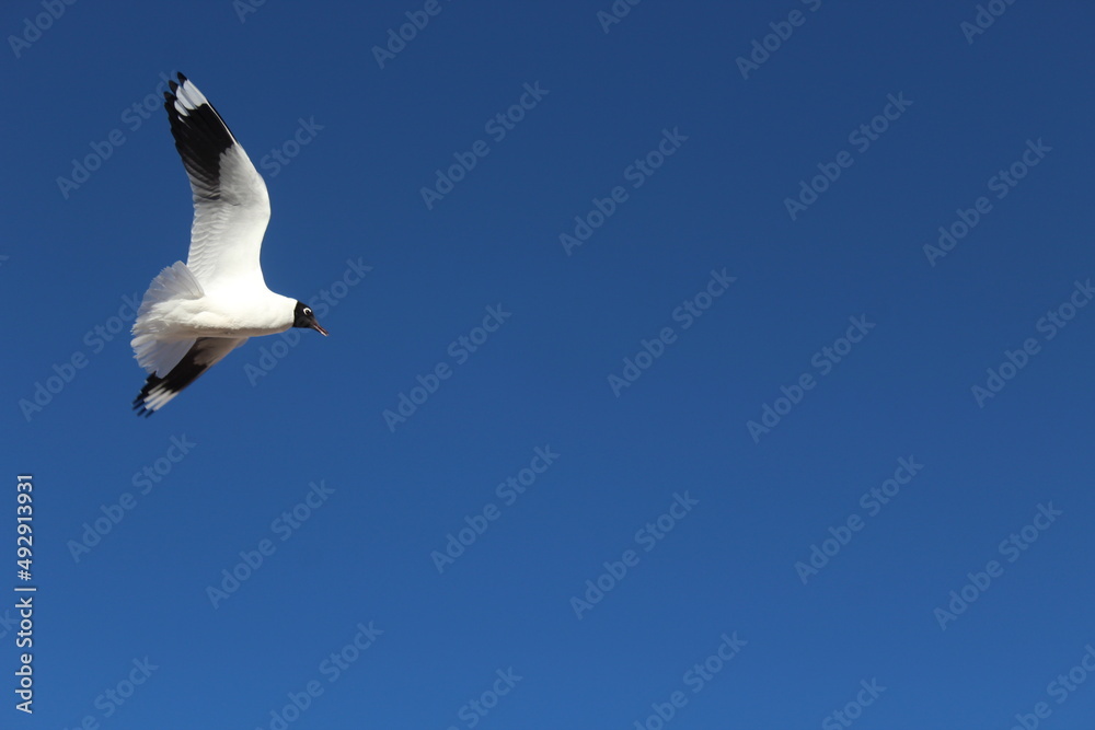 Fototapeta premium Gaivota