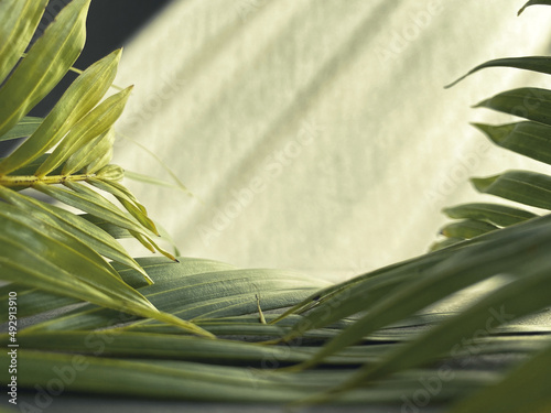 Lent Season,Holy Week and Good Friday concepts - closed up palm leaves in green background. Stock photo.
