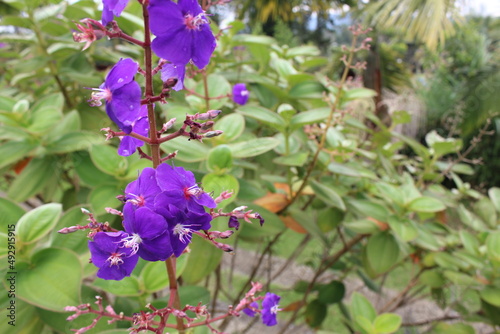Acercamiento de Flor de color violeta 