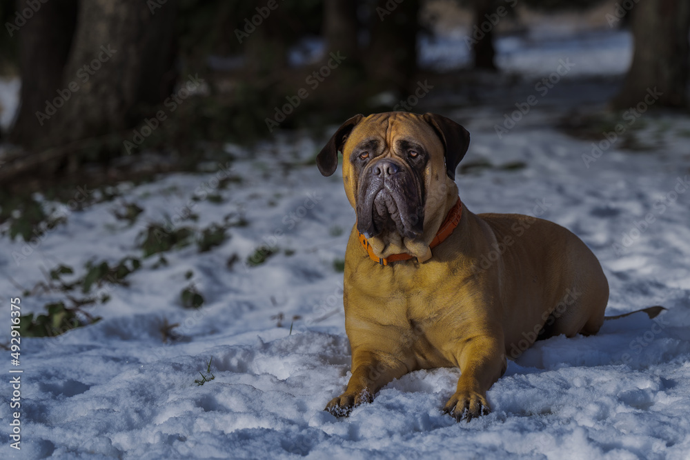 2022-03-15 LARGE BULLMASTIFF LYING DOWN IN SNOW LOOKING OUT INTENTLY WITH NICE EYES AND A SUBDUDED BACKGROUND 2022-03-15 LARGE BULLMASTIFF LYING DOWN IN SNOW LOOKING OUT INTENTLY WITH NICE EYES AND A SUBDUDED BACKGROUND