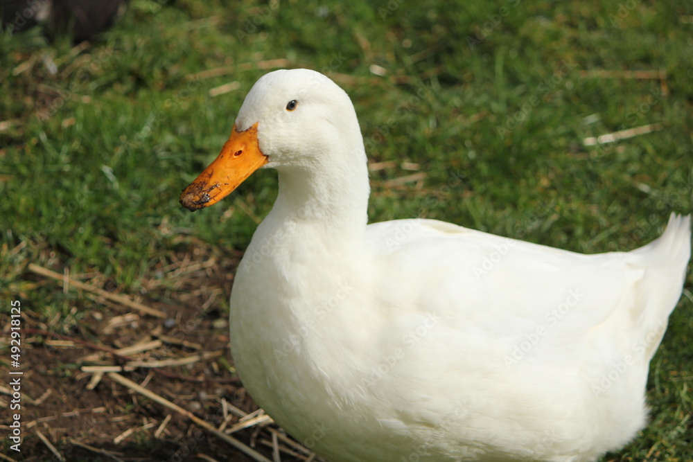 Pekin Drake with a Muddy Bill Pekin Drake with a Muddy Bill