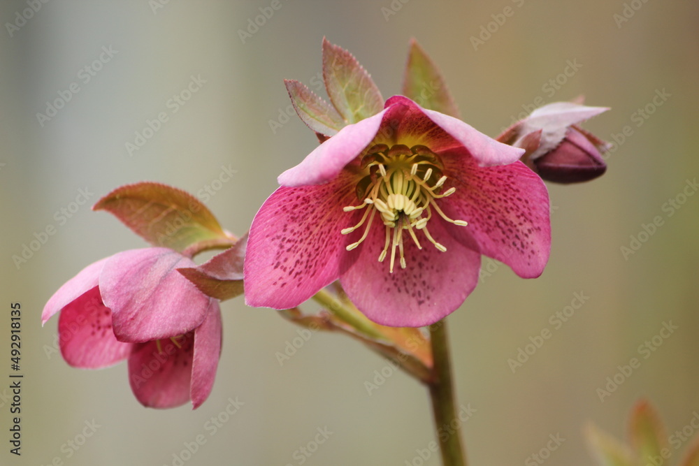 Hellebore in Bloom Hellebore in Bloom