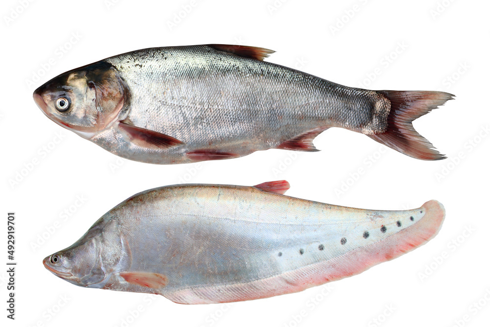 Two fresh raw fish isolated on white background ( Freshwater fish ) Two fresh raw fish isolated on white background ( Freshwater fish )