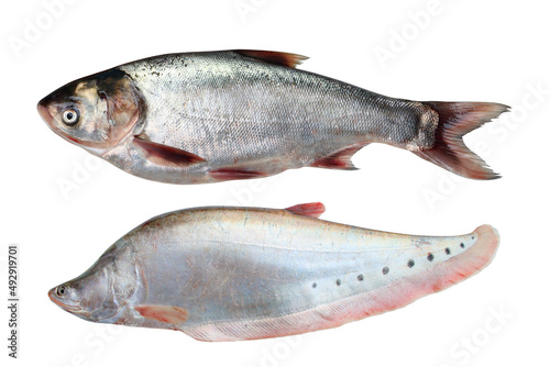Two fresh raw fish isolated on white background ( Freshwater fish )