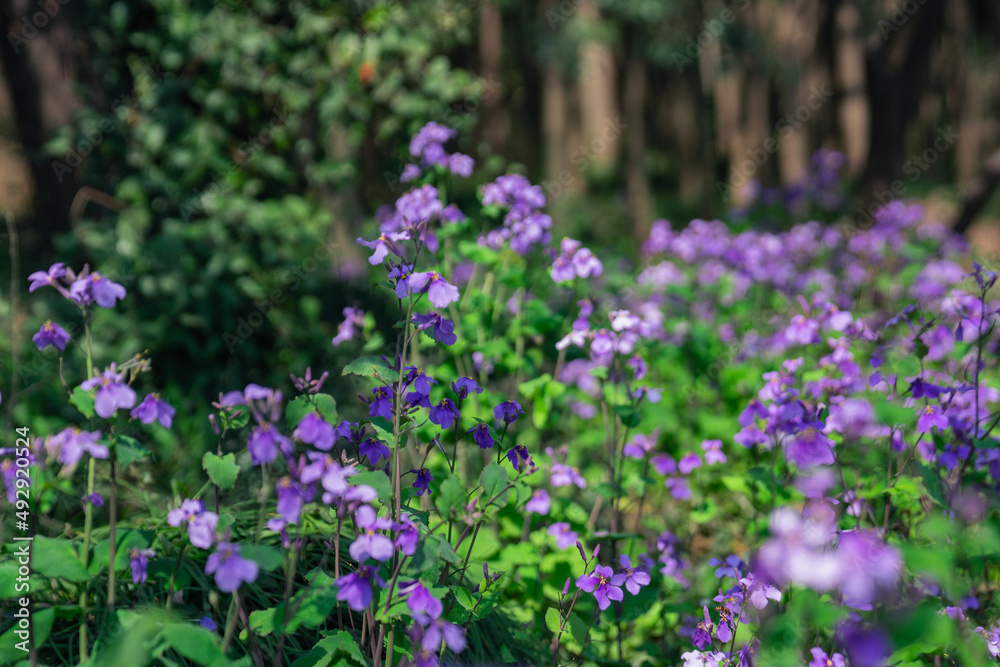 Close view of a crowd of purple wild flowers blooming in a forest, spring time.