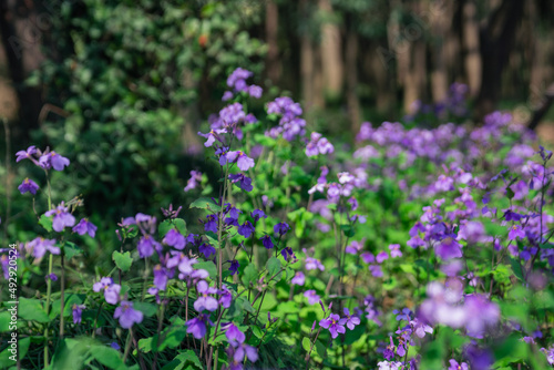 Close view of a crowd of purple wild flowers blooming in a forest, spring time.