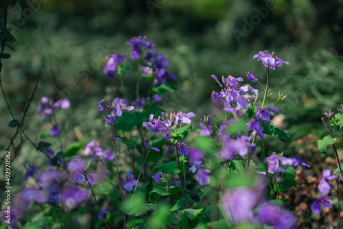 Close view of a crowd of purple wild flowers blooming in a forest  spring time.