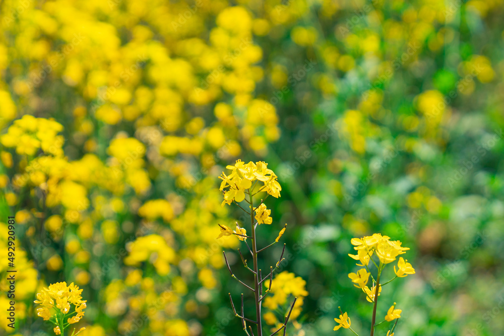 Close view of the yellow blooming canola flowers during spring time. Close view of the yellow blooming canola flowers during spring time.
