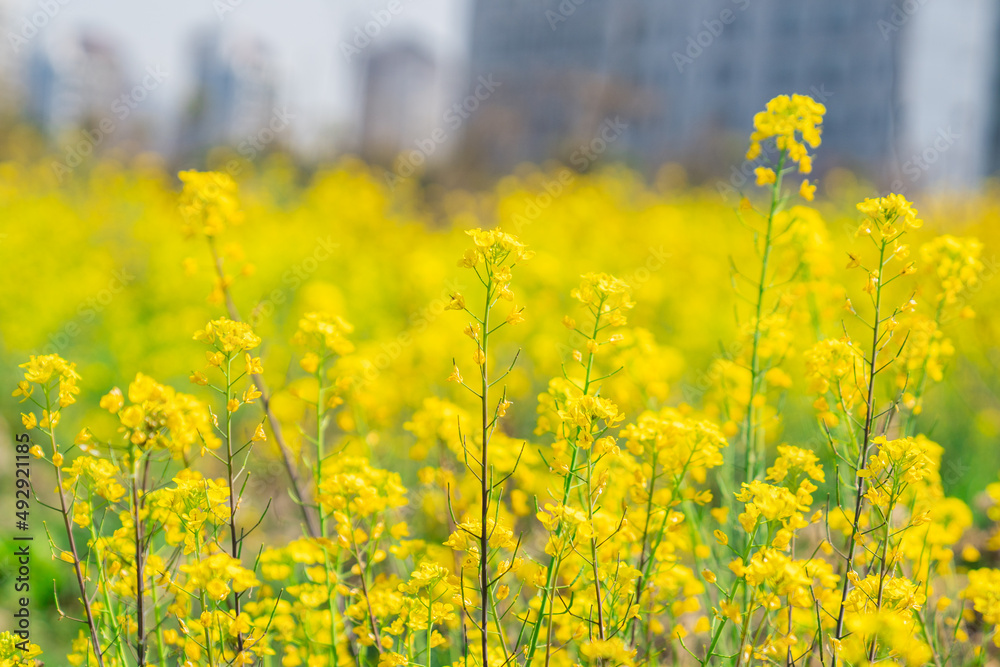 Obraz premium Close view of the yellow blooming canola flowers during spring time.