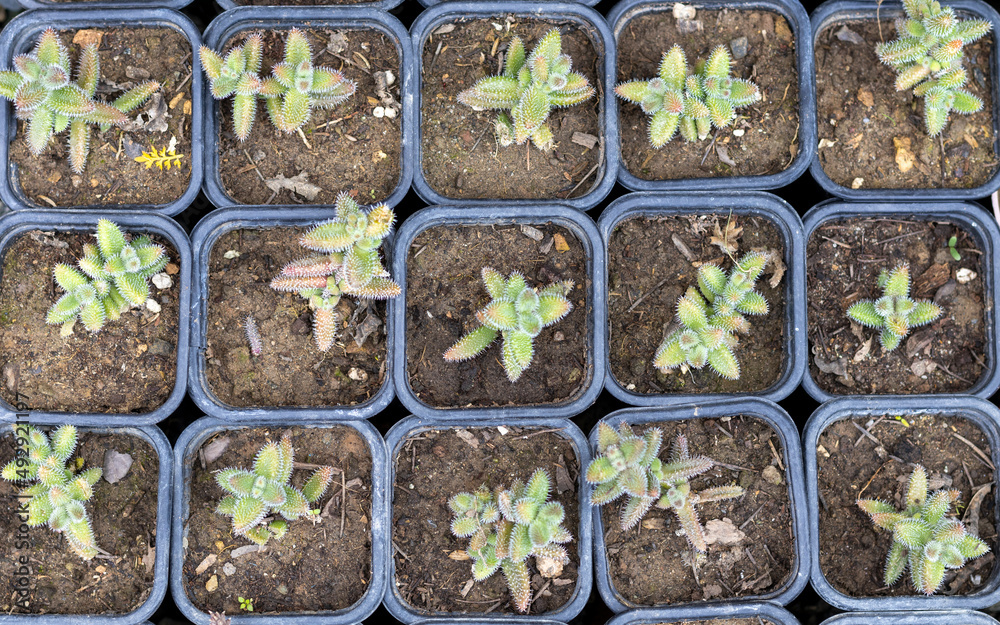 Propagation of delosperma echinatum pickle plant from cuttings Propagation of delosperma echinatum pickle plant from cuttings