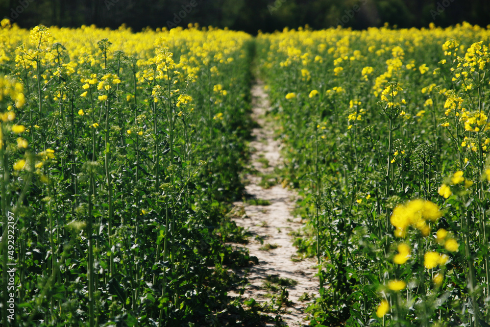 Obraz premium Rapeseed field on a sunny day 