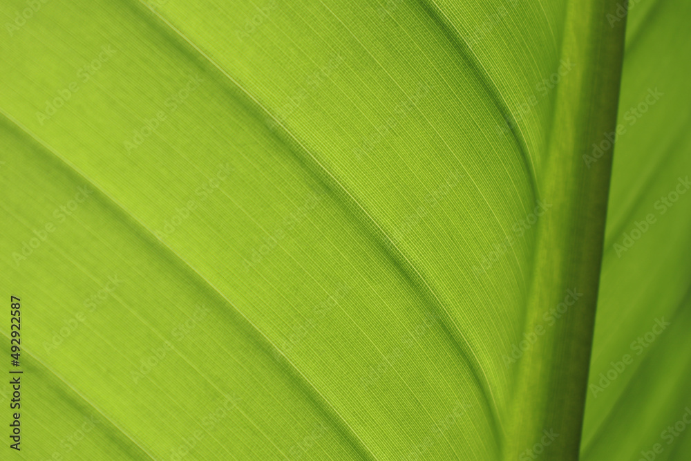 Green leaf background with texture and detail Green leaf background with texture and detail