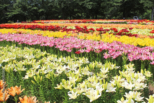 満開のユリの花