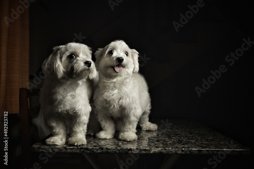 Malt breed dog couple