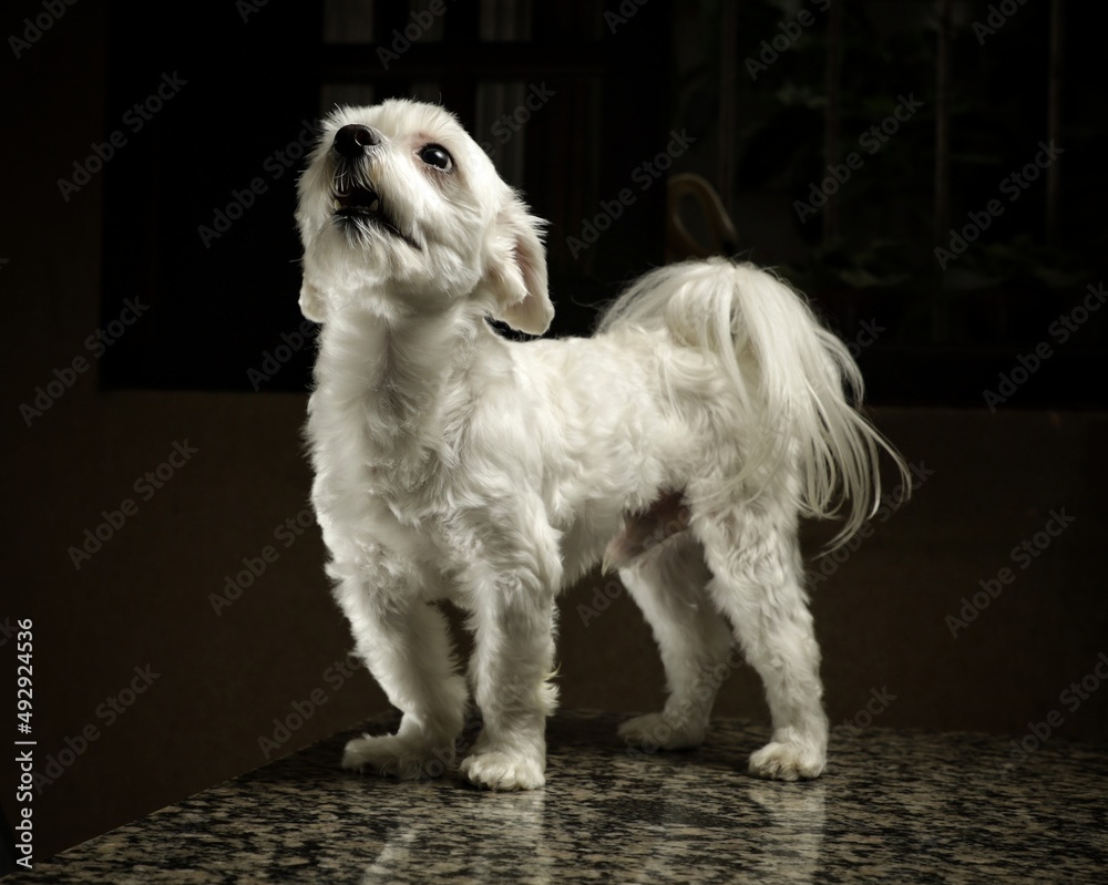 White dogs of the Maltese breed on the table. Newborn style photography for dogs.