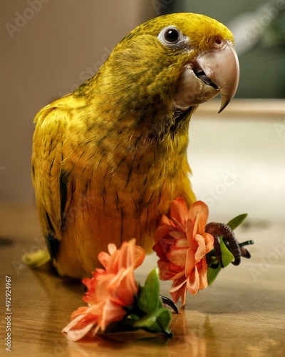 Yellow macaw of the ararajuba breed indoors playing with the flowers in the vase. photo