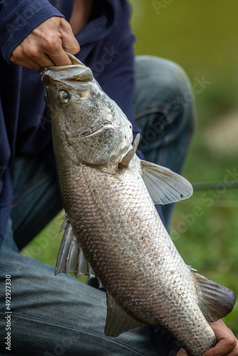 The fisherman show sea bass from his trip