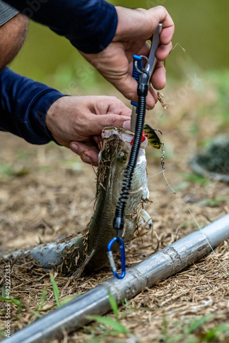 The fisherman use fishing pliers, squeeze and remove the hooks form sea bass