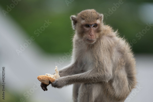 long macaque