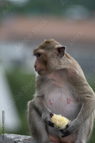 japanese macaque with baby © teerapong