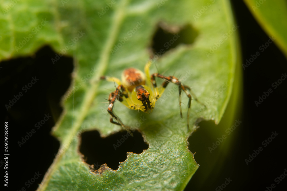 spider on leaf
