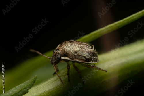 macro of a bug © teerapong