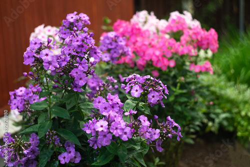 Purple phlox in the garden. A large bush with beautiful flowers. Summer flowers in the garden. © Svetliy