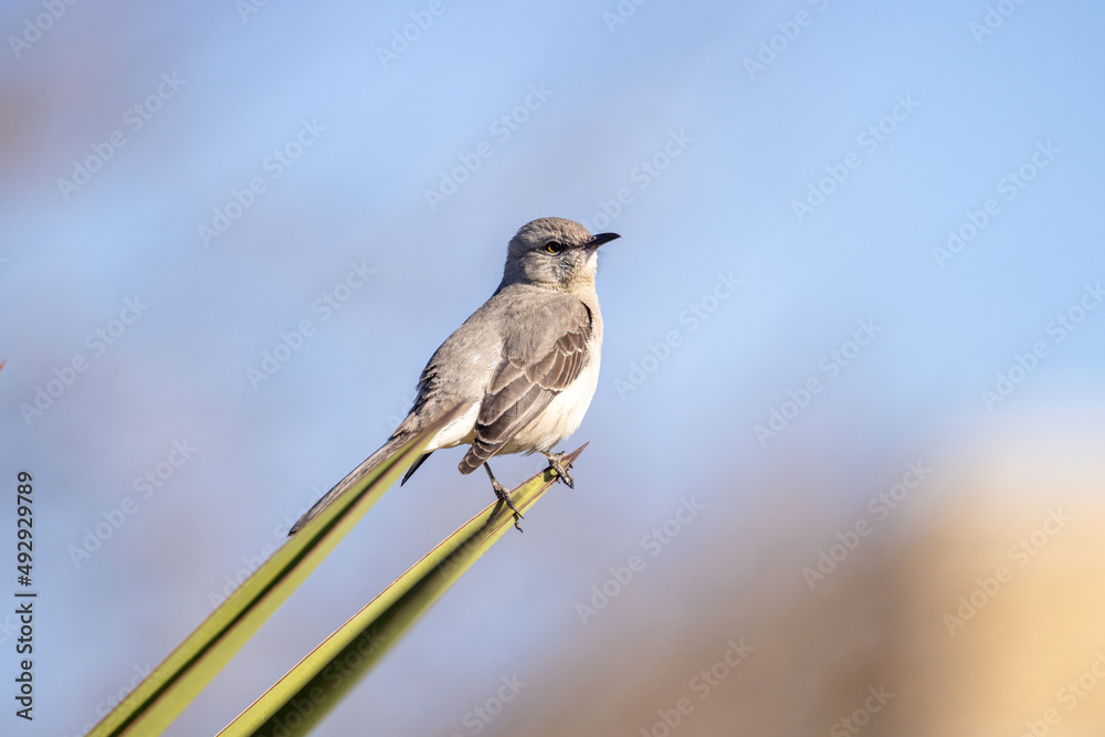 Obraz premium Gray Vireo bird (Vireo vicinior) sits on palm leaves, side view against blue sky. Texas wildlife songbirds, close up.