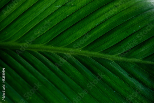 Close-up Photo of Green Leaves for Background