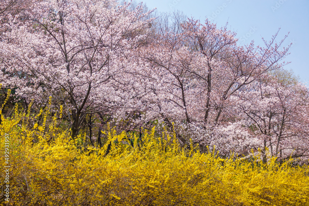 대구시 두류공원에 만개한 벚꽃