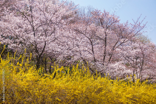 대구시 두류공원에 만개한 벚꽃 © jeong