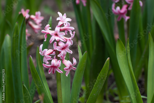 hyacinth flowers pink flowerbed spring