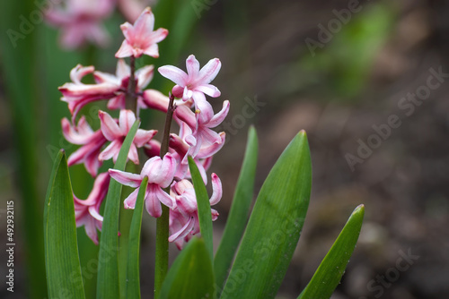 hyacinth flowers pink flowerbed spring