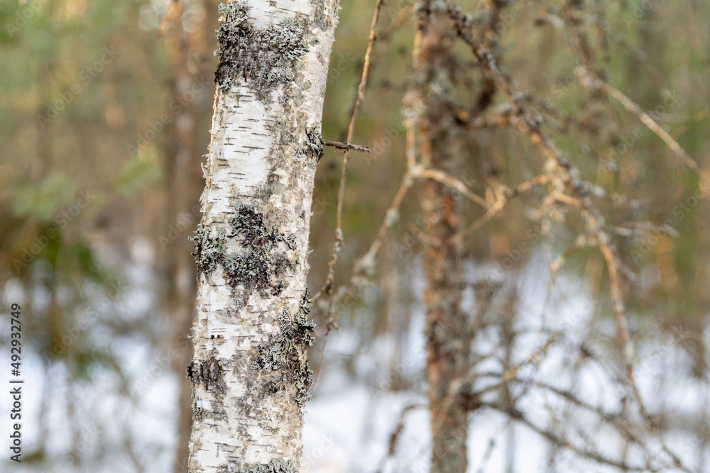 Close-up of a birch trunk in a wintry forest with a defocused background Close-up of a birch trunk in a wintry forest with a defocused background