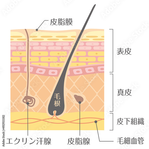 肌の構造／皮膚の構造