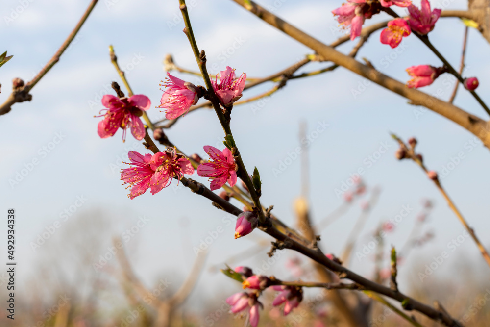 Peach tree branch with flowering in spring Peach tree branch with flowering in spring