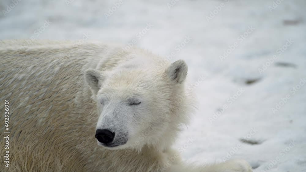 Polar bear in winter landscape at snowfall, play game, running at soft white fresh snow. 4k Cinematic slow motion footage Polar bear in winter landscape at snowfall, play game, running at soft white fresh snow. 4k Cinematic slow motion footage