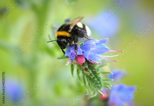 Bumblebee on flowers of the Echium vulgare